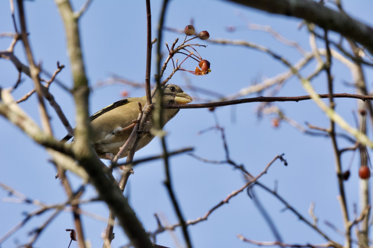 Evening Grosbeak - ML644252346