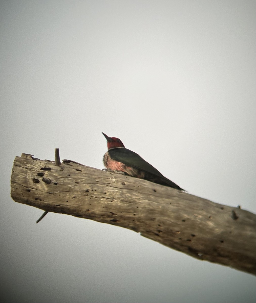 Lewis's Woodpecker - ML644252353