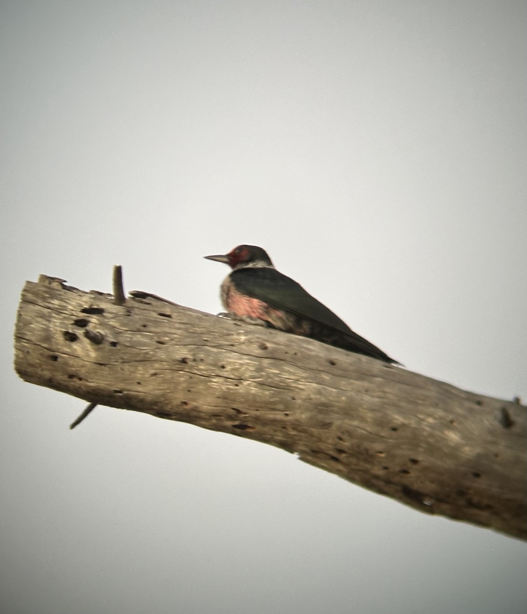 Lewis's Woodpecker - ML644252354