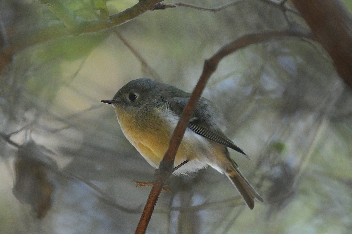 Ruby-crowned Kinglet - ML644252361