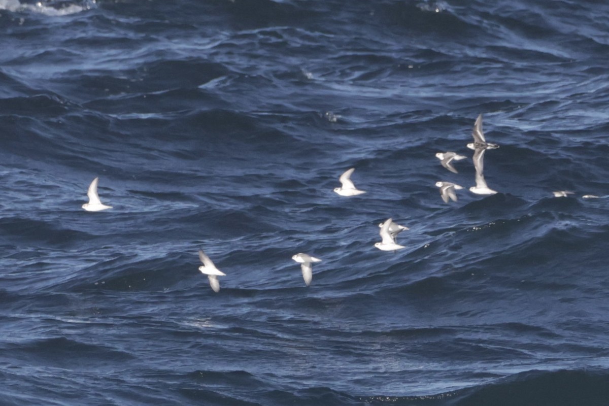 Phalarope à bec large - ML644252367