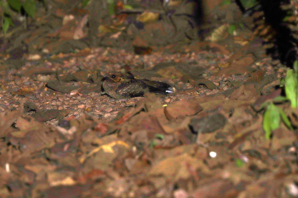 Пораке - ML644252375