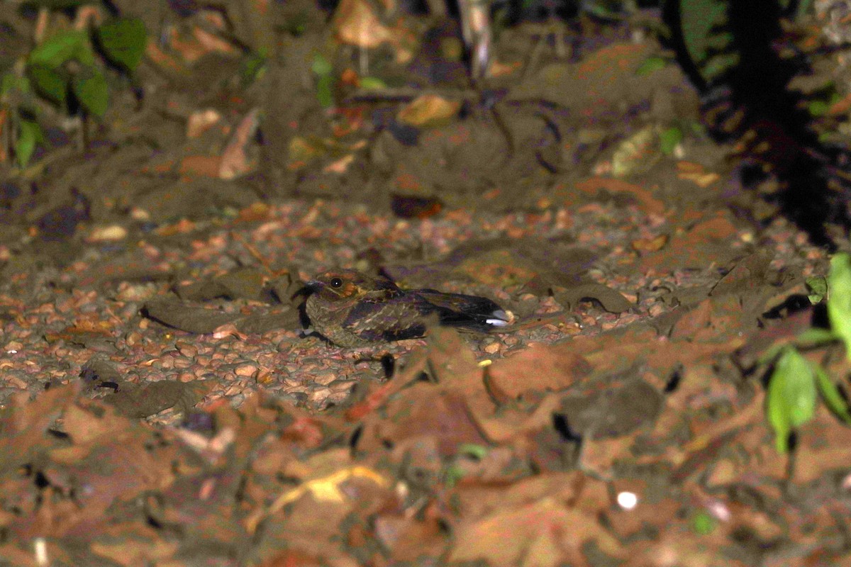 Пораке - ML644252376