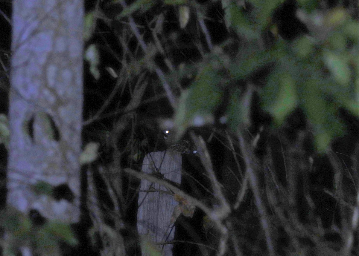 Little Nightjar - ML644252378