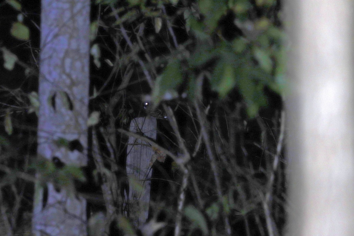 Little Nightjar - ML644252379