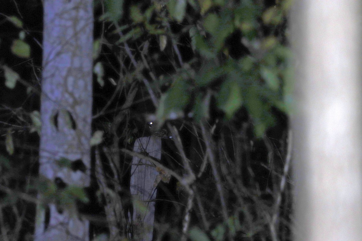 Little Nightjar - ML644252380