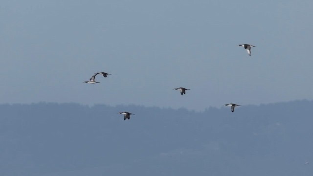 シロエリオオハム - ML644252383