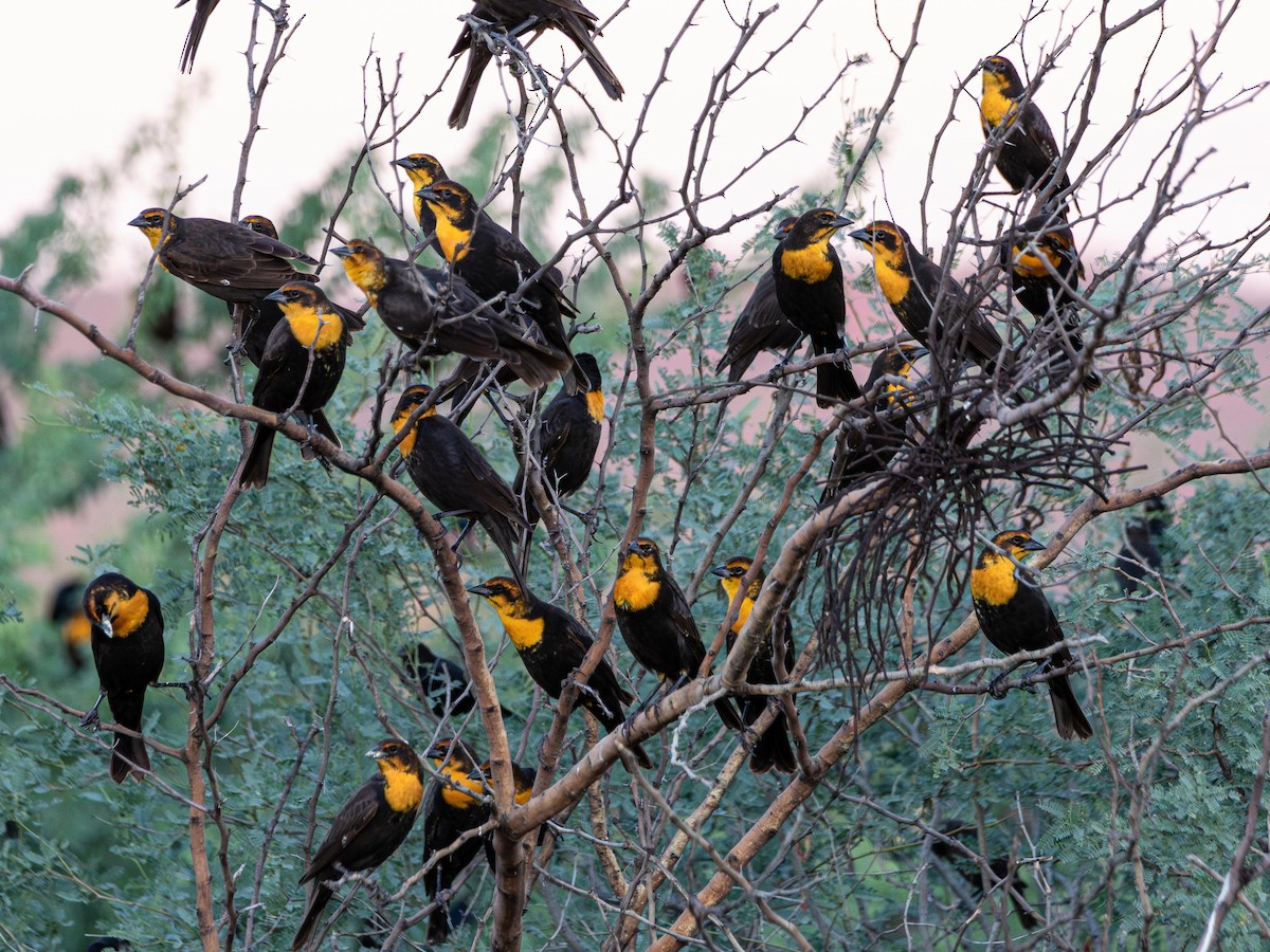 Yellow-headed Blackbird - ML644252387