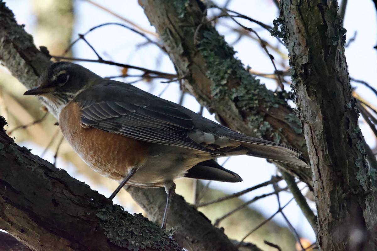 American Robin - ML644252388