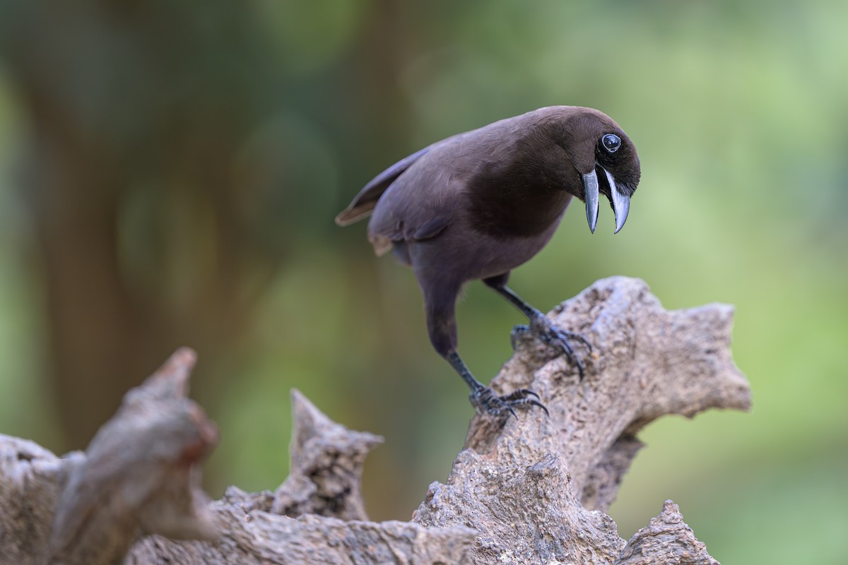 fløyelsskrike - ML644252391