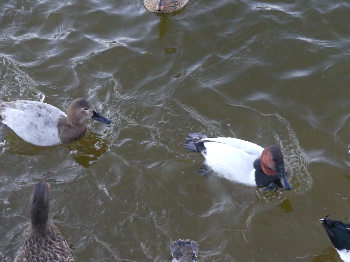 Canvasback - ML644252396