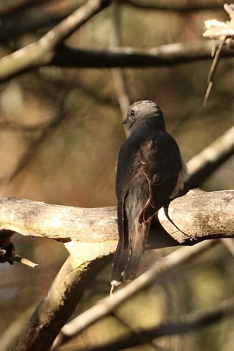 Sahul Brush Cuckoo - ML644252398