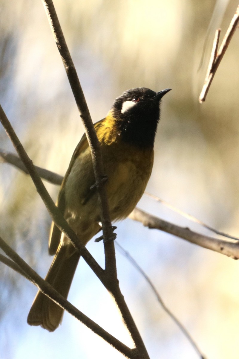 Méliphage leucotique - ML644252404