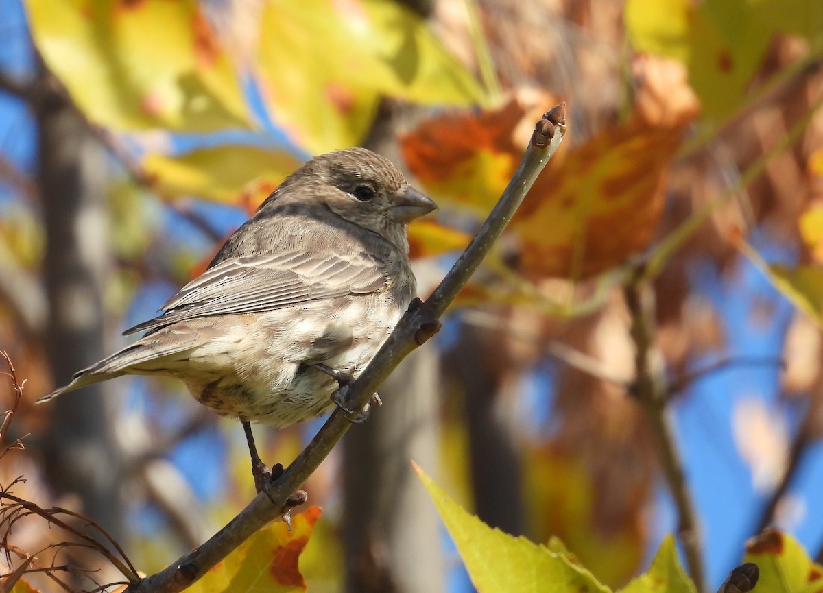 House Finch - ML644252406