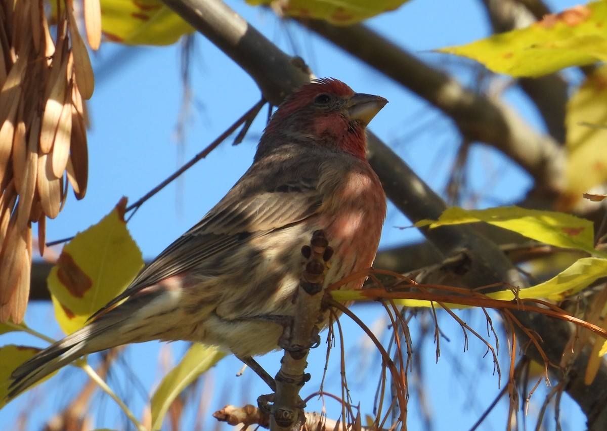 House Finch - ML644252407