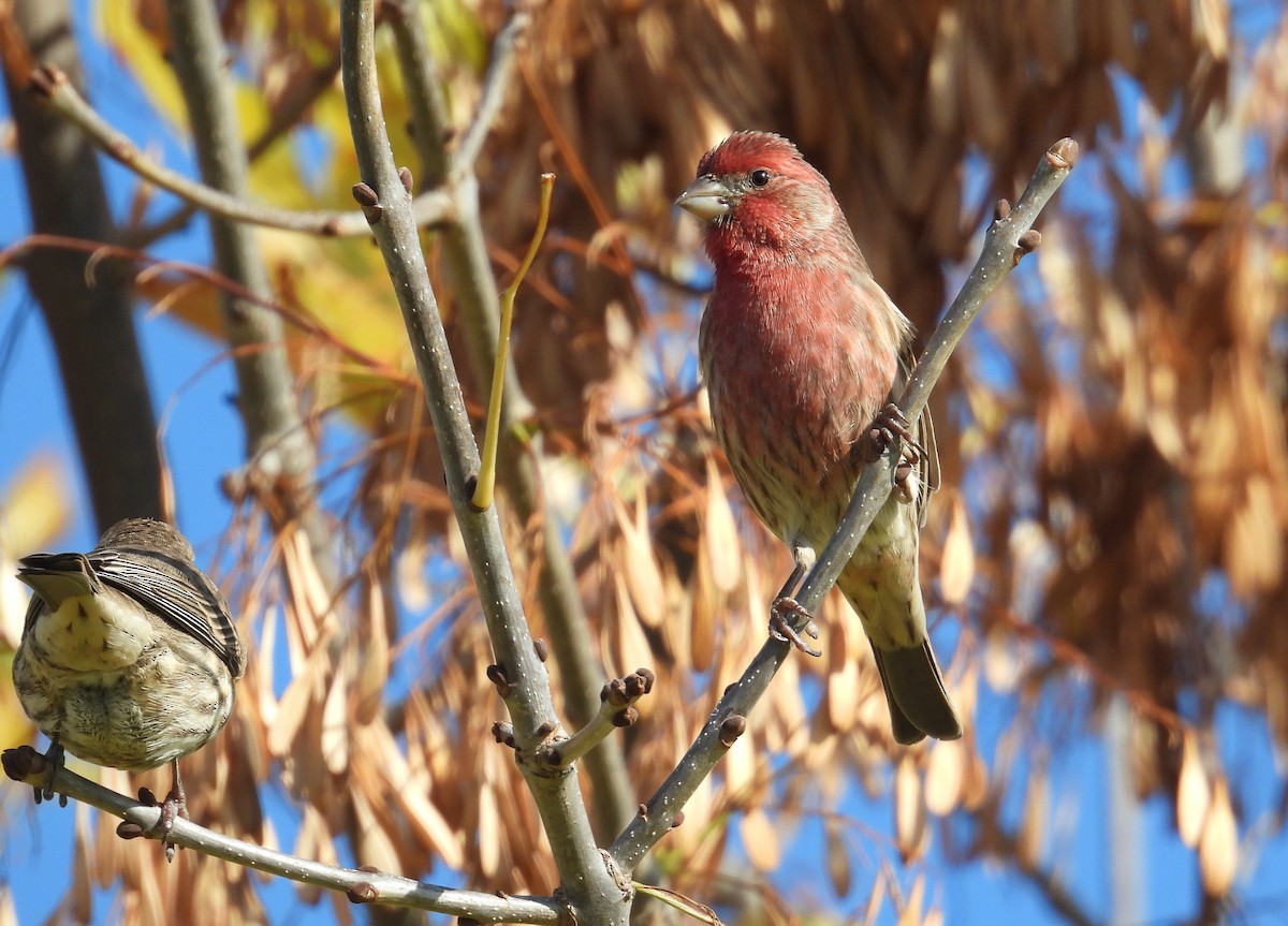 House Finch - ML644252408