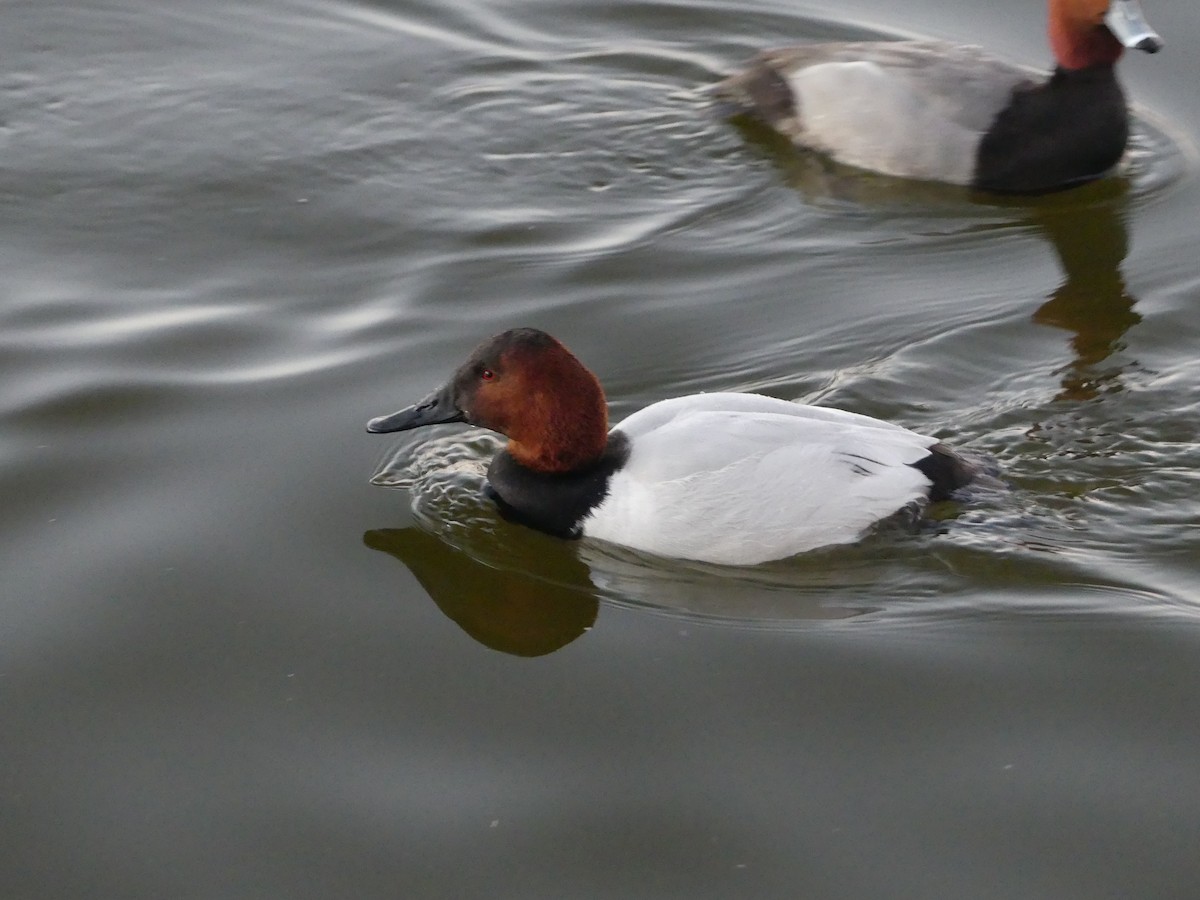 Canvasback - ML644252410