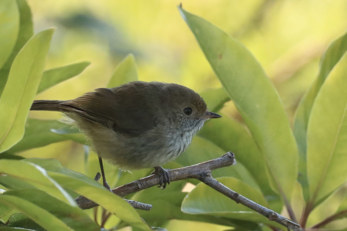 Brown Thornbill - ML644252411
