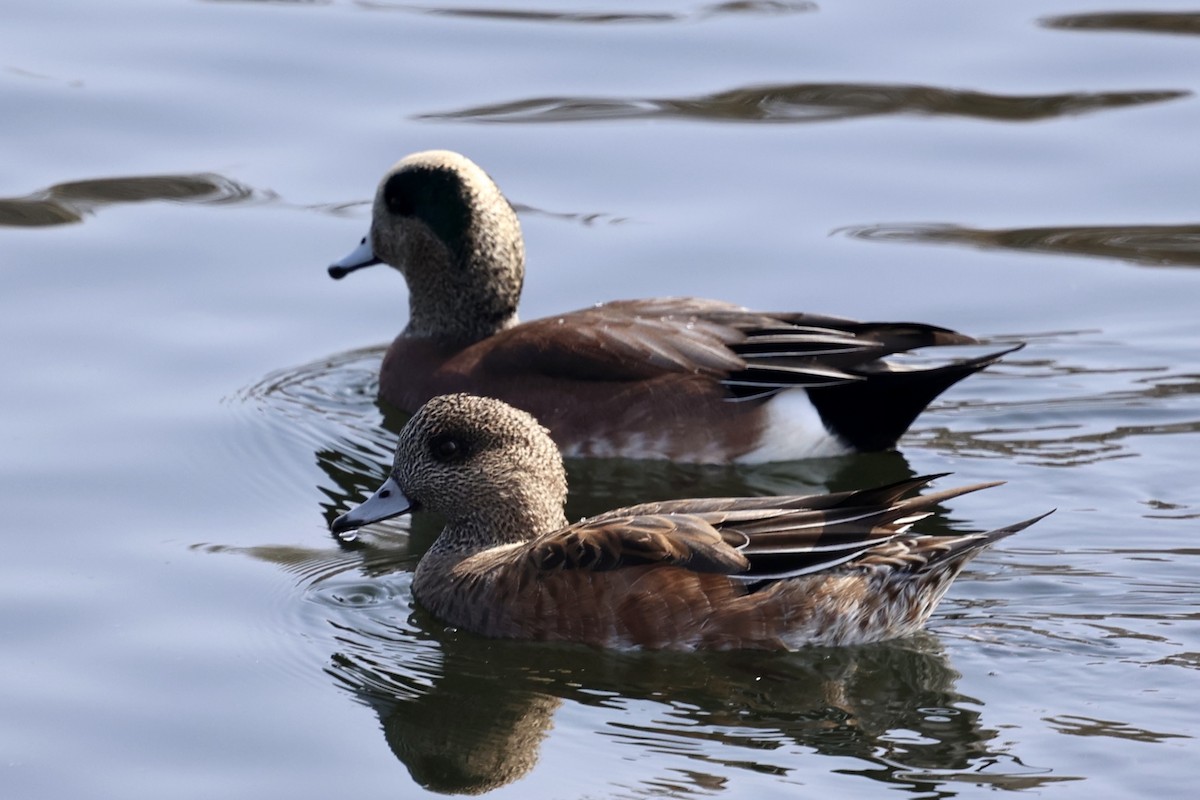 Amerika Fiyusu - ML644252412