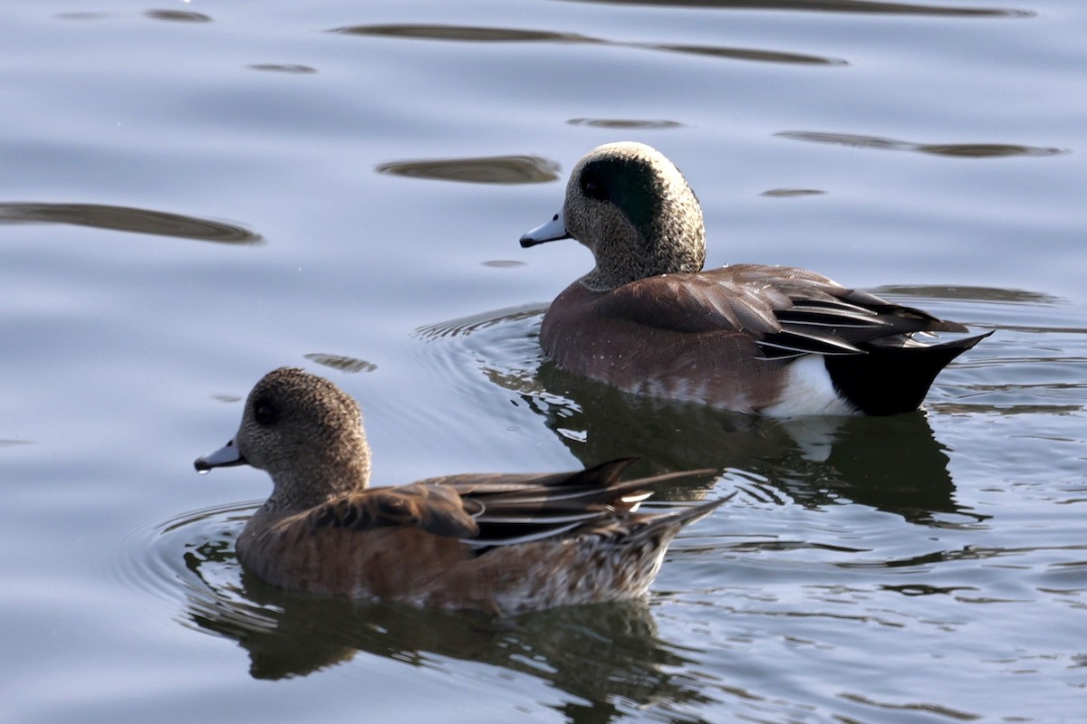 Amerika Fiyusu - ML644252413