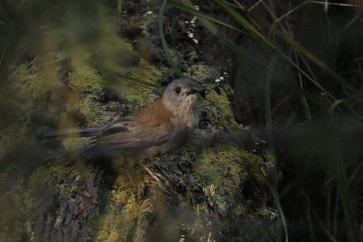 Gray Shrikethrush - ML644252415