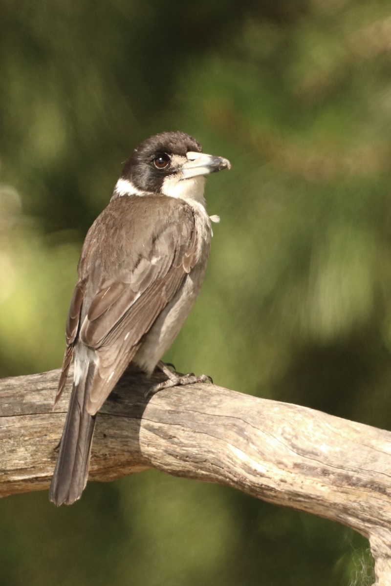 Gray Butcherbird - ML644252417