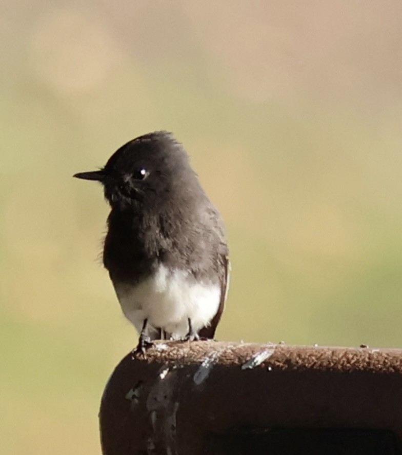 Black Phoebe - ML644252419