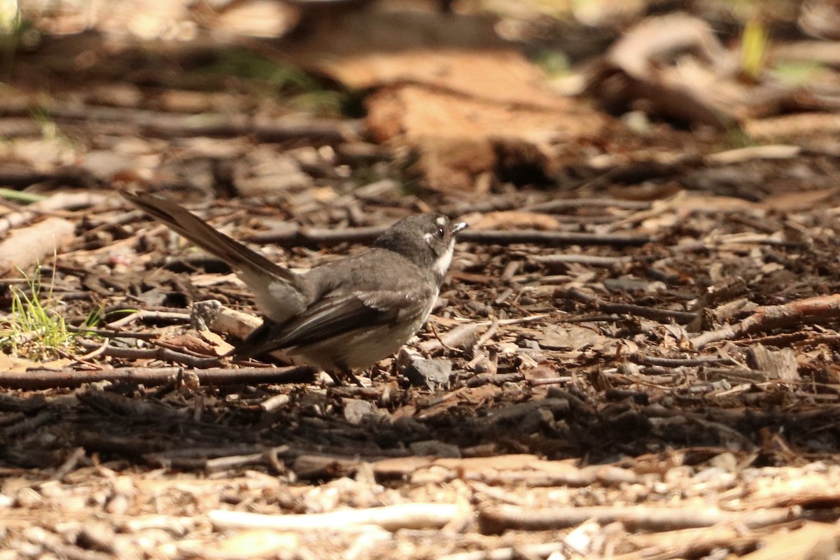 Gray Fantail - ML644252420