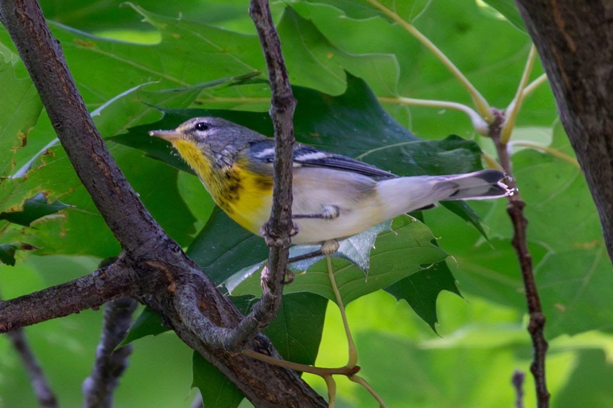 Очковая древесница - ML644252421