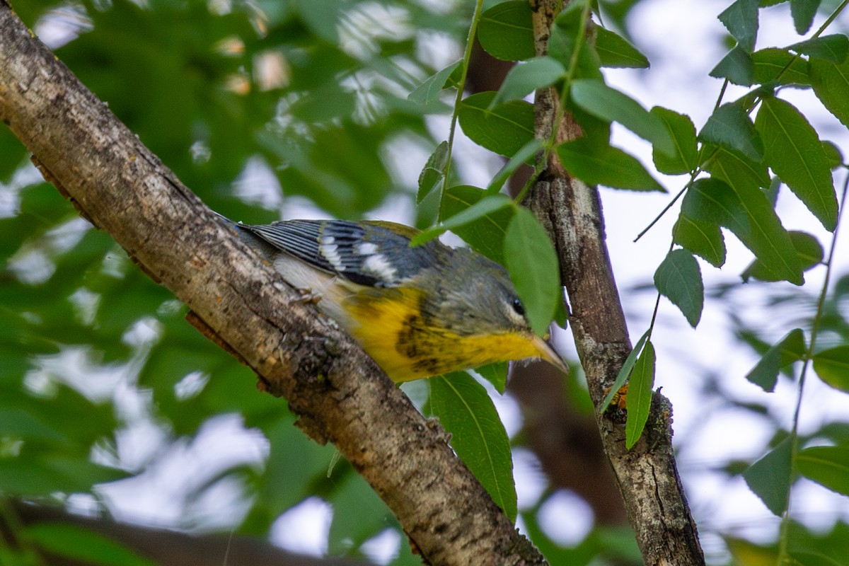 Очковая древесница - ML644252422