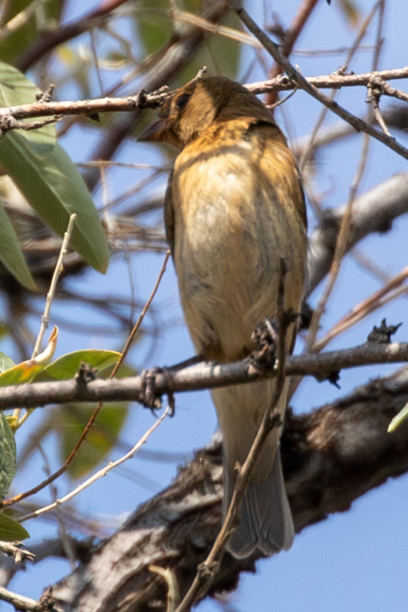 Lazuli Bunting - ML644252428