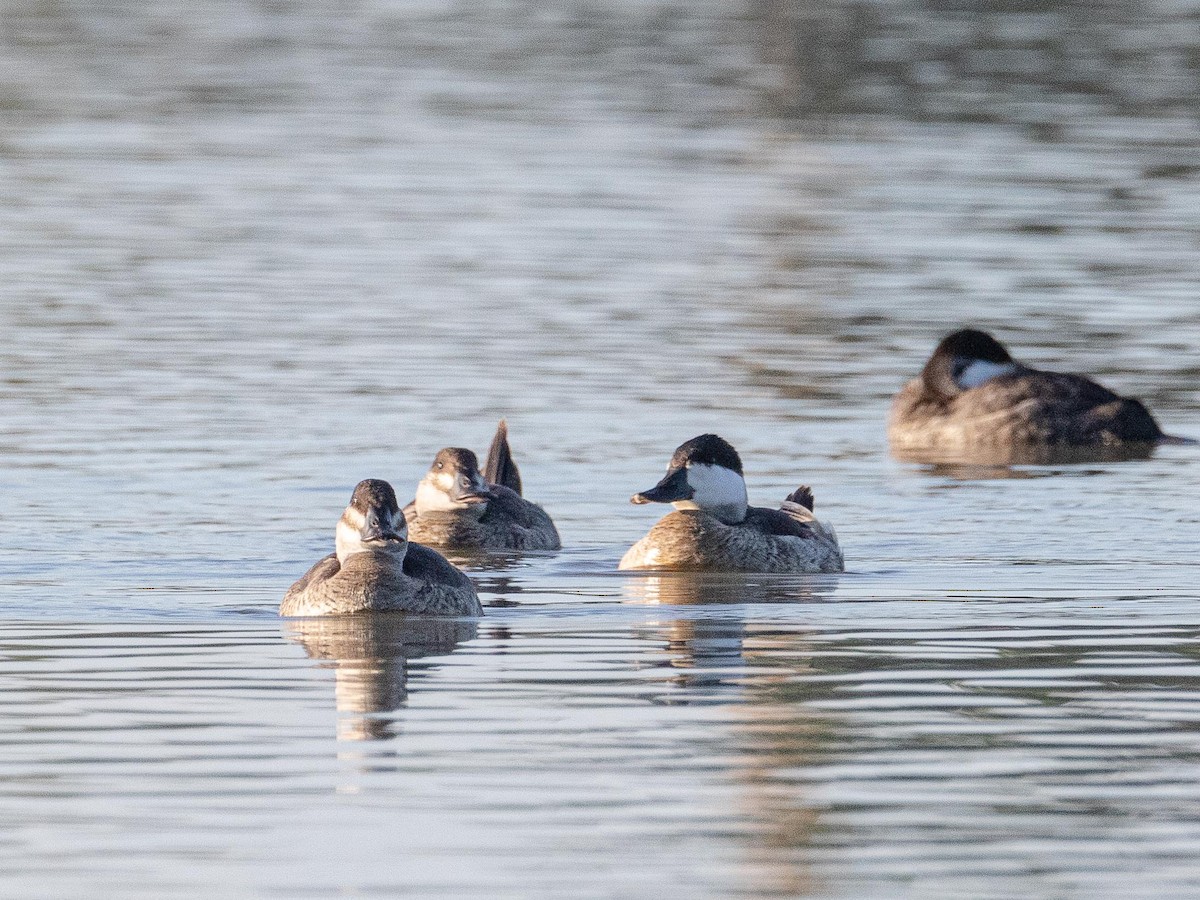 Ruddy Duck - ML644252434