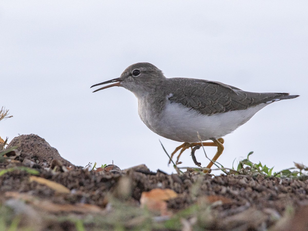 Spotted Sandpiper - ML644252437