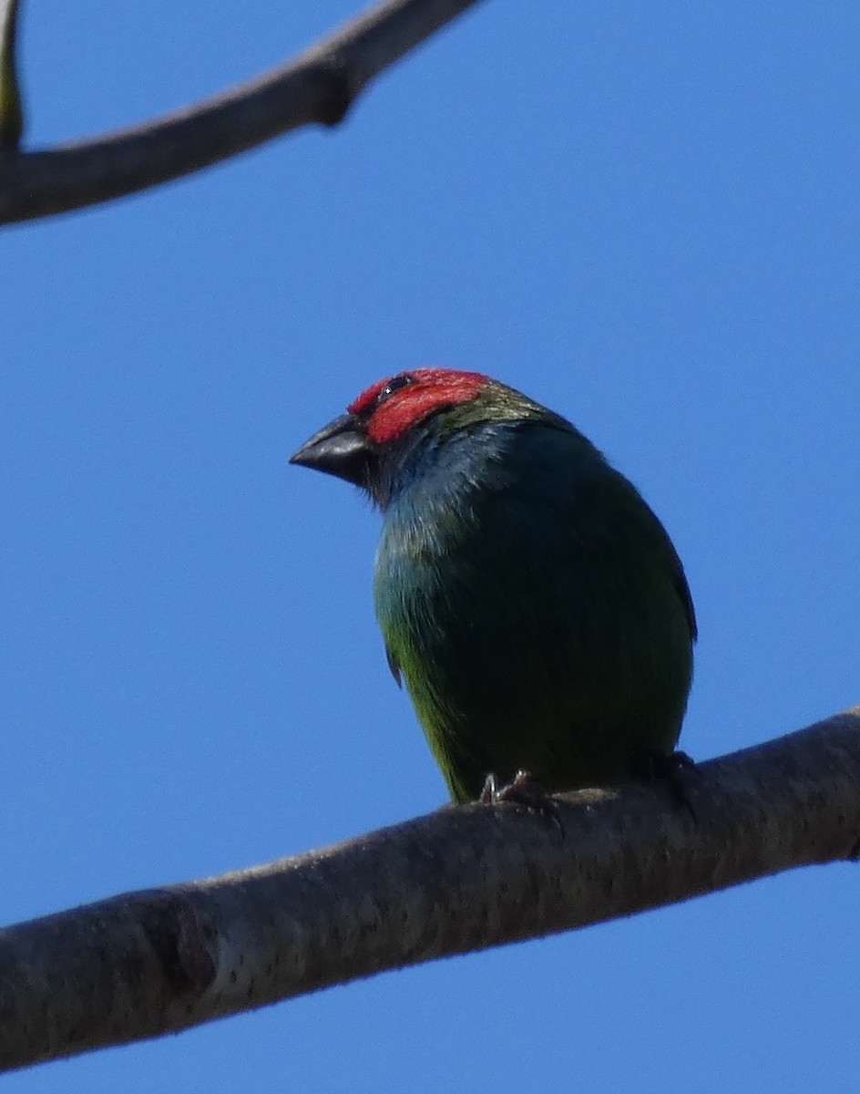 Fiji Parrotfinch - ML644252439