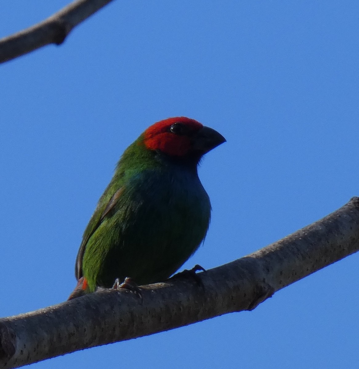 Fiji Parrotfinch - ML644252440