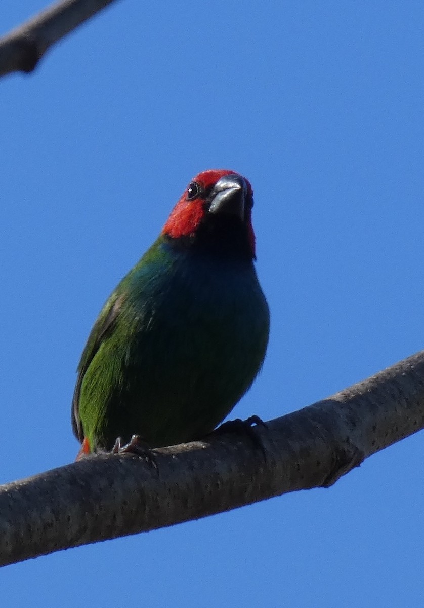 Fiji Parrotfinch - ML644252441