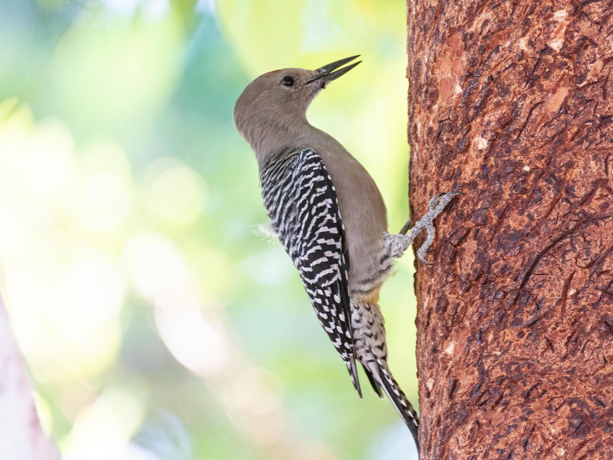 Gila Woodpecker - ML644252448