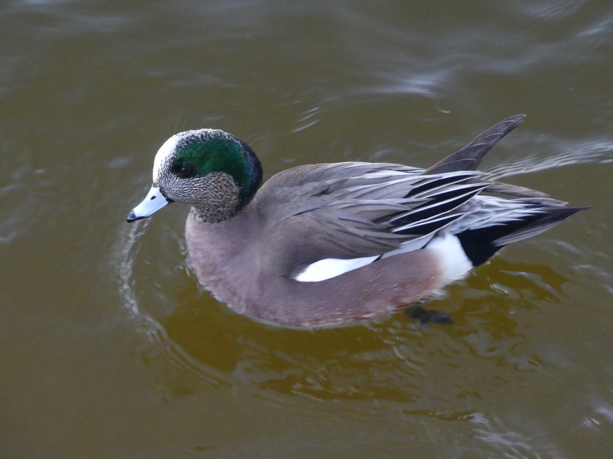 Amerika Fiyusu - ML644252453