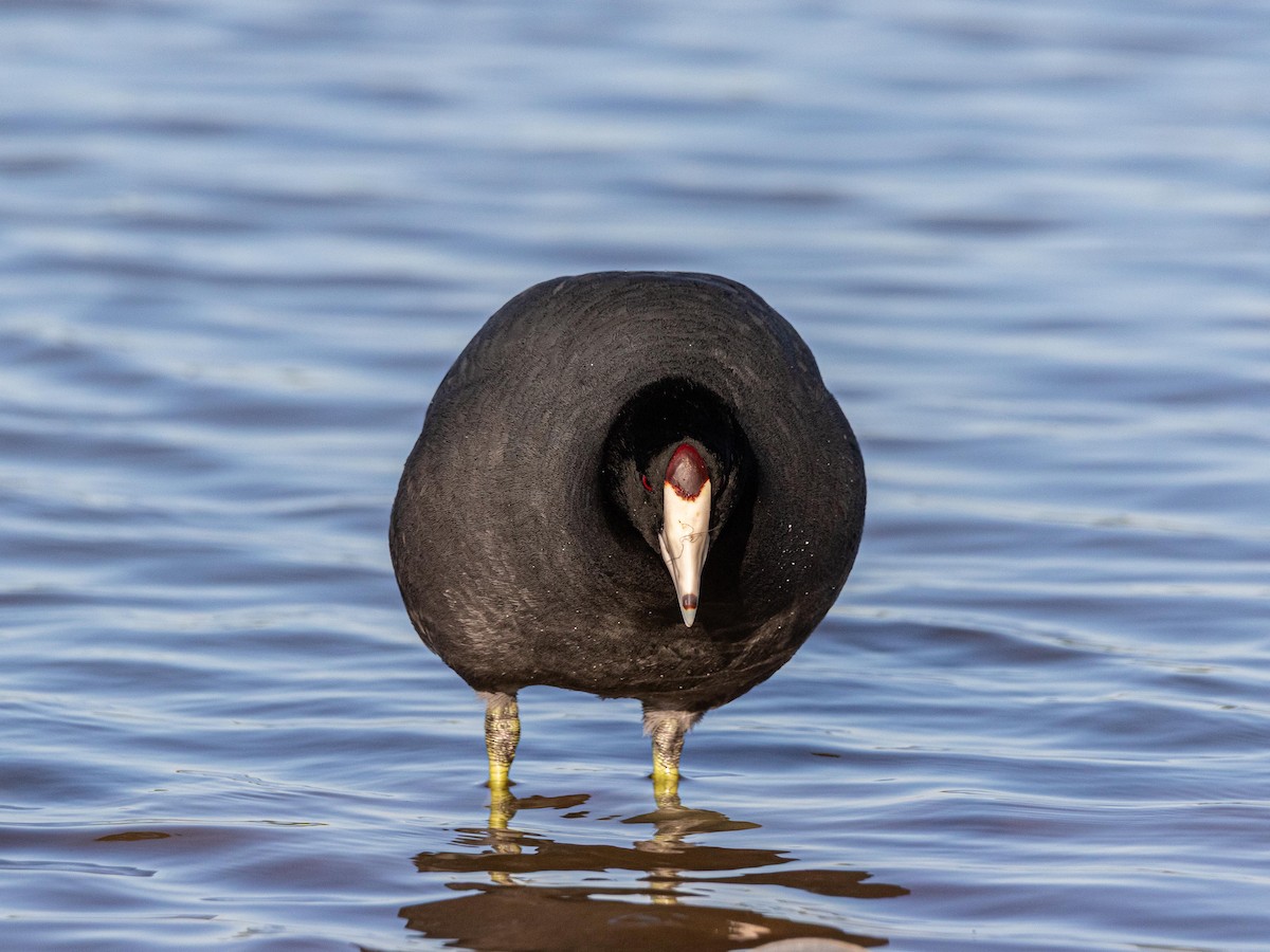 American Coot - ML644252456