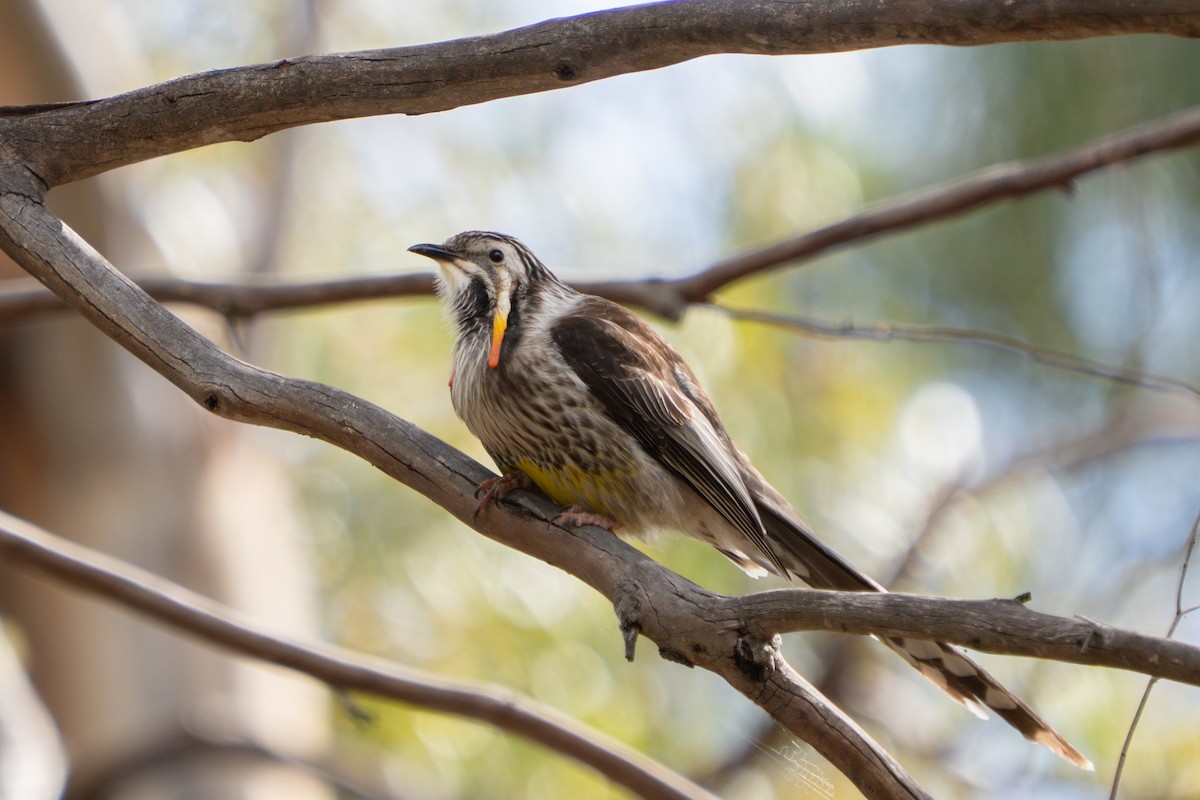 Yellow Wattlebird - ML644252457