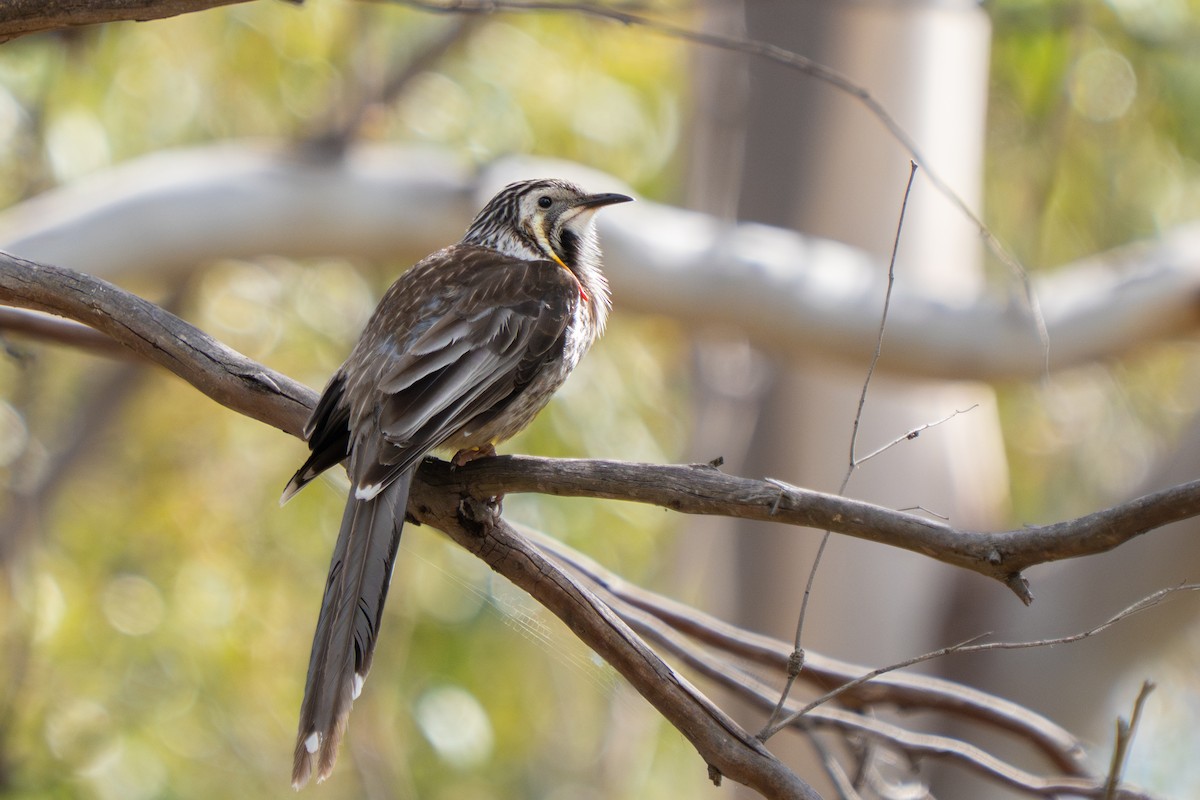 Yellow Wattlebird - ML644252458