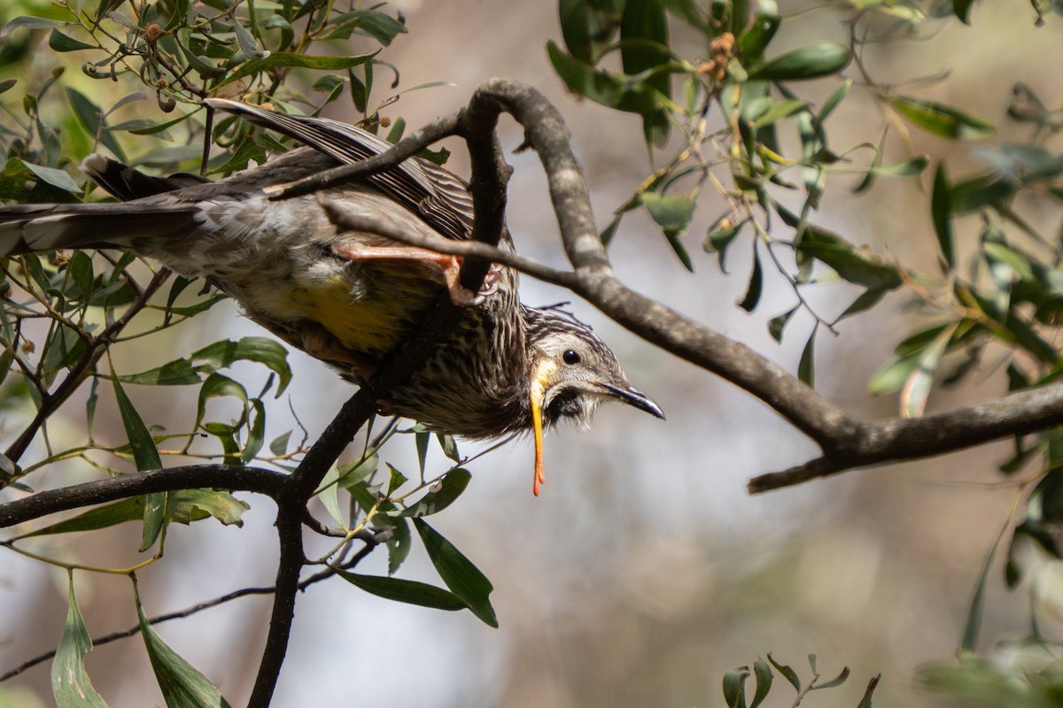 Yellow Wattlebird - ML644252459