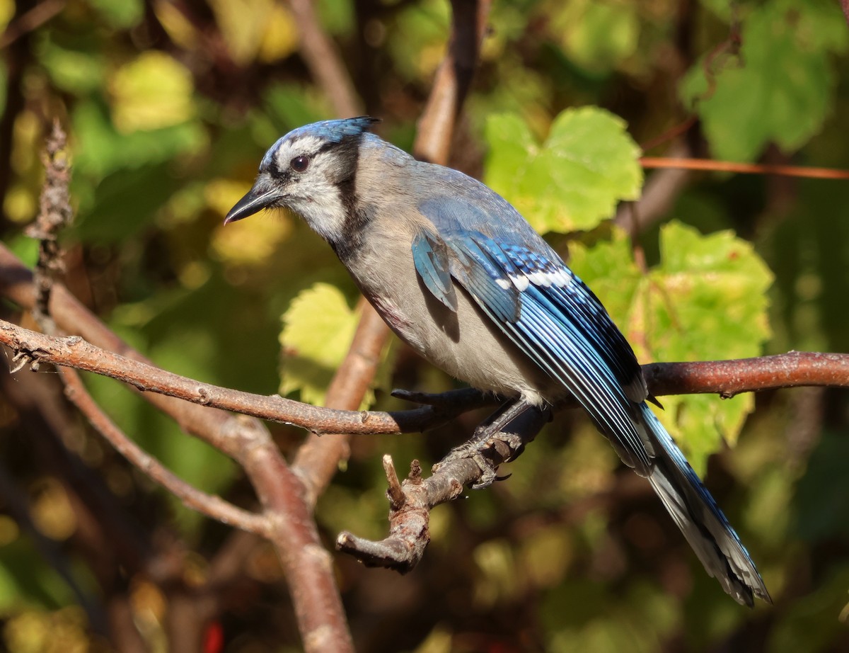 Blue Jay - ML644252463