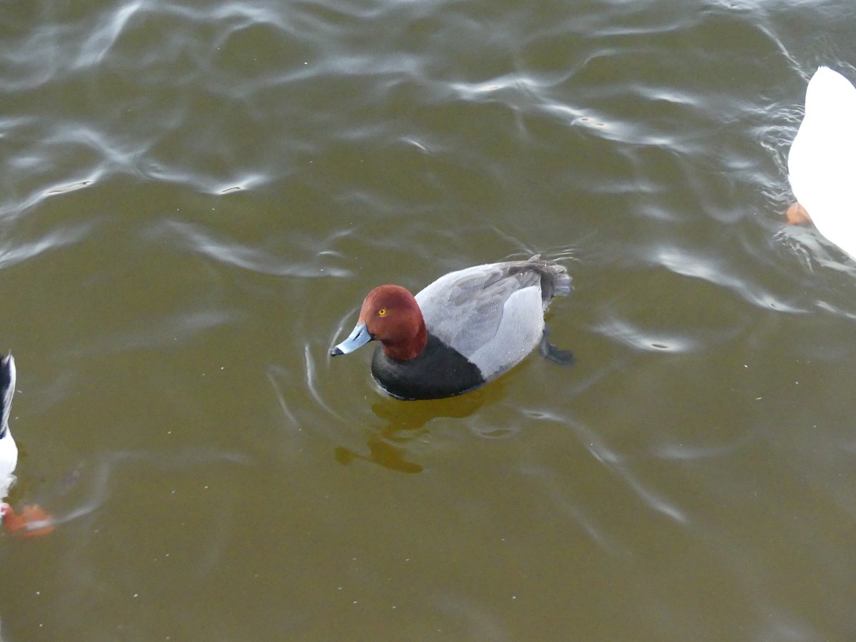 Fuligule à tête rouge - ML644252475