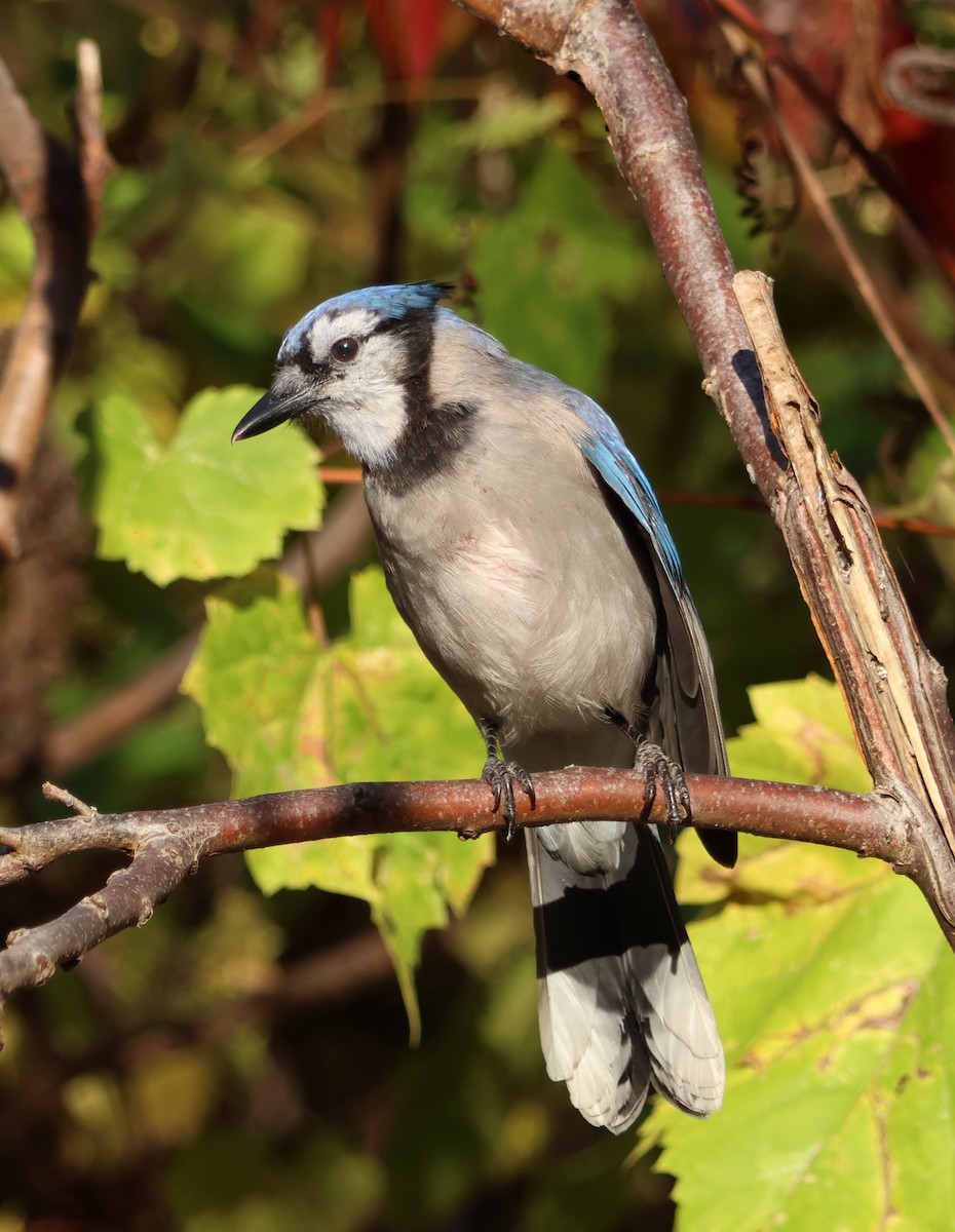 Blue Jay - ML644252482