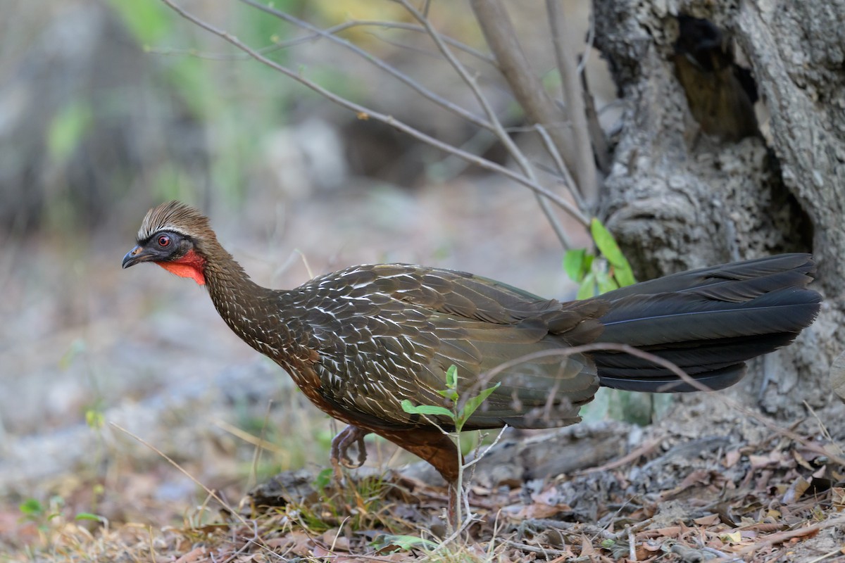 sumphokko - ML644252484