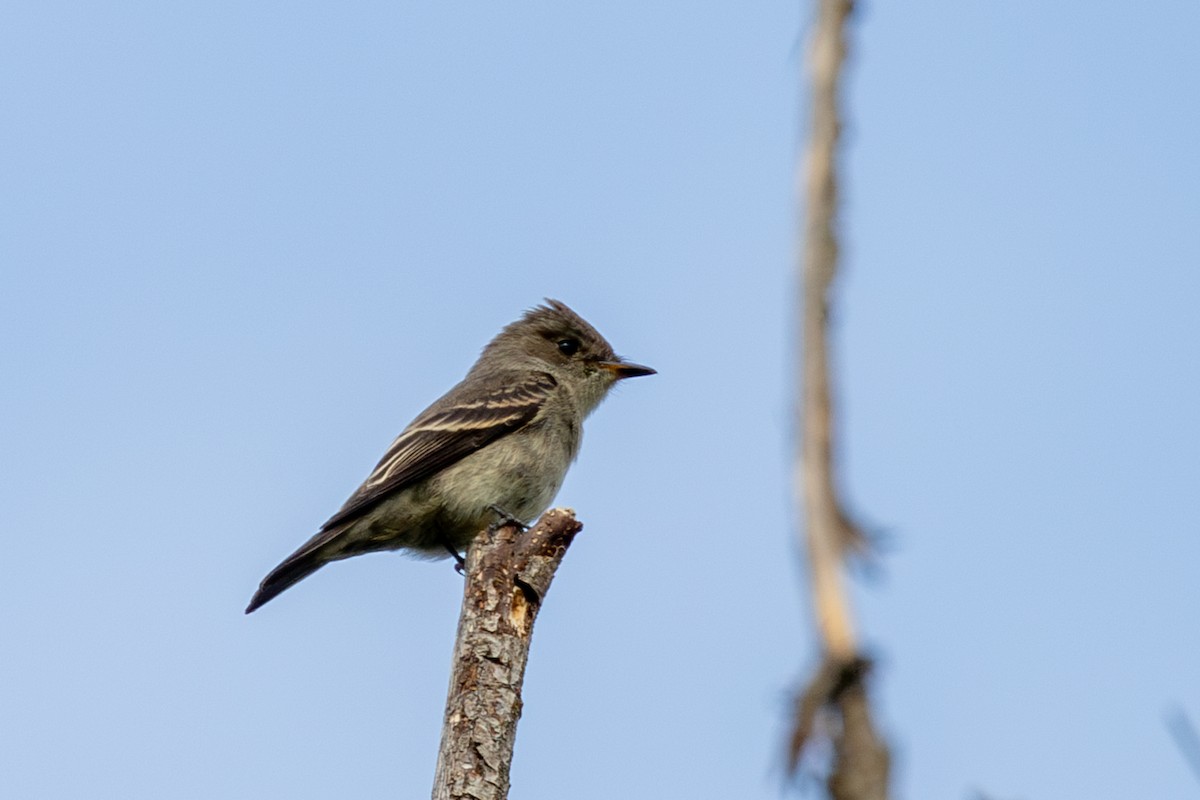 Western Wood-Pewee - ML644252485