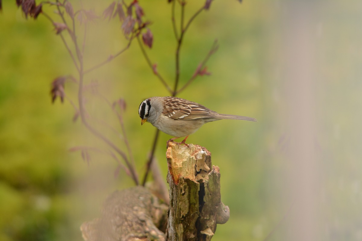 strnadec bělopásý - ML644252496