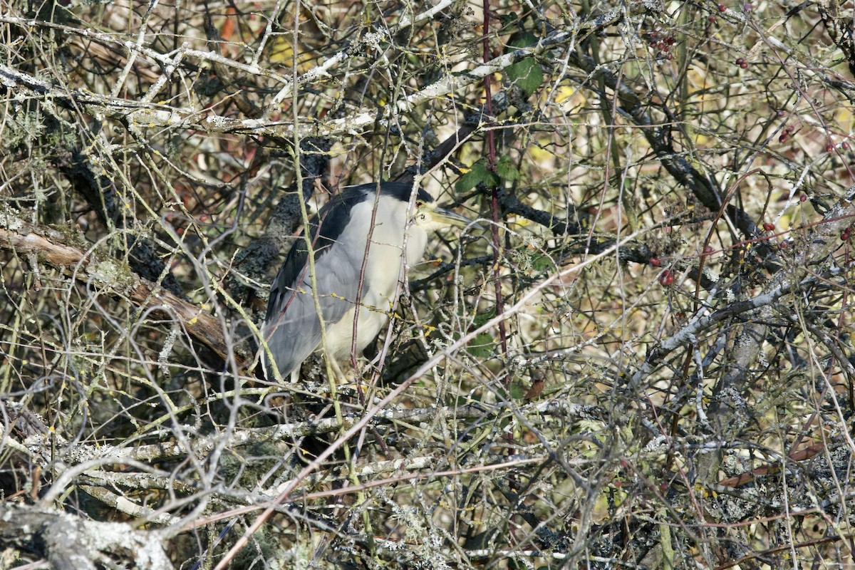 夜鷺 - ML644252497