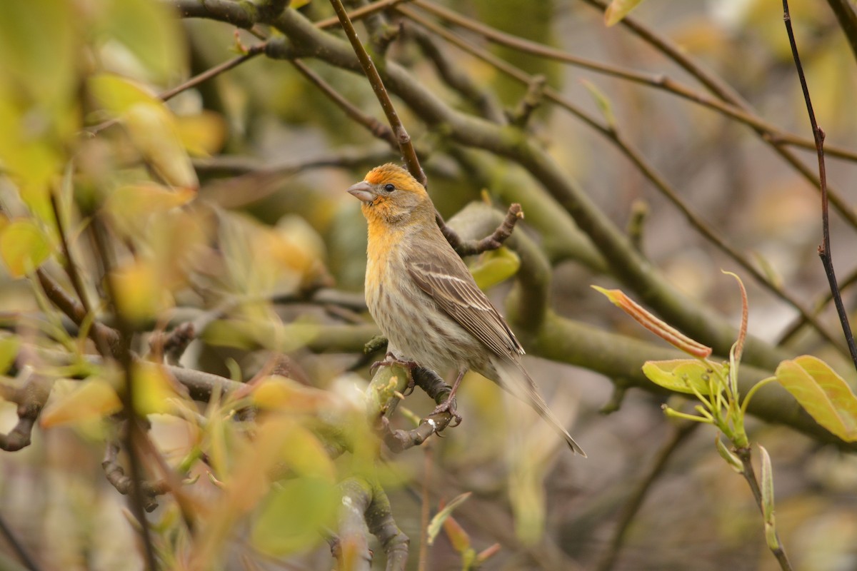 House Finch - ML644252498
